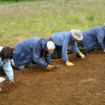 Excavation at the National Herb Centre